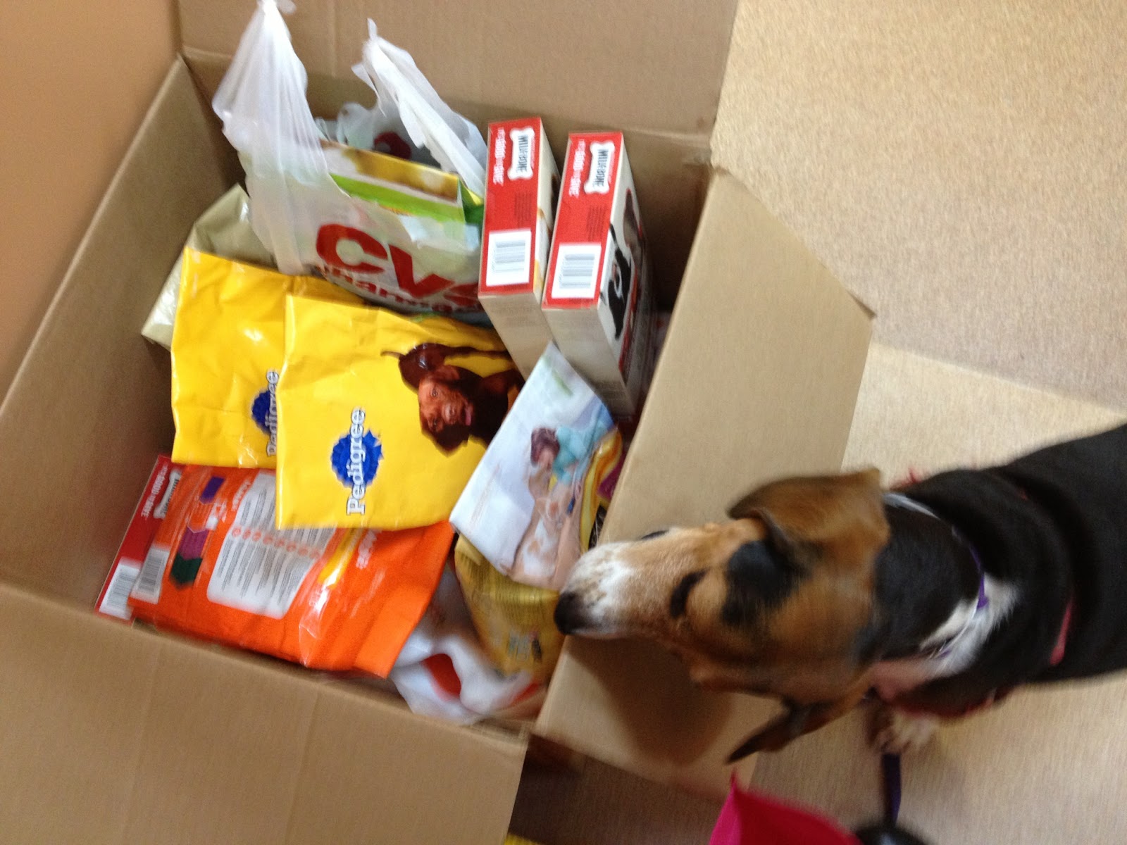 Life With Beagle Almost Wordless Wednesday Donating to SPCA
